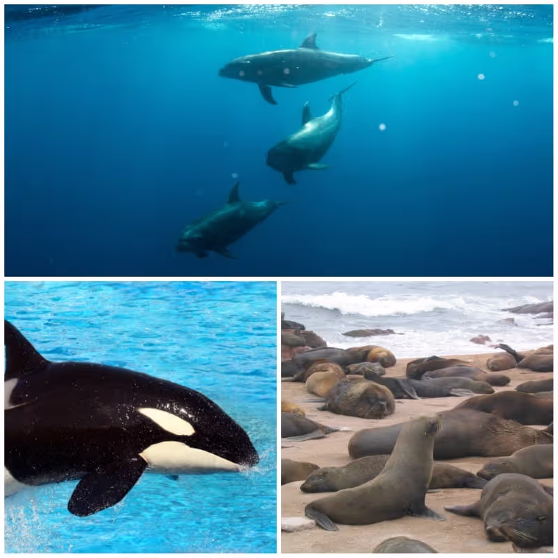 dolphin, orca and sea lion marine mammal sound effects recordings
