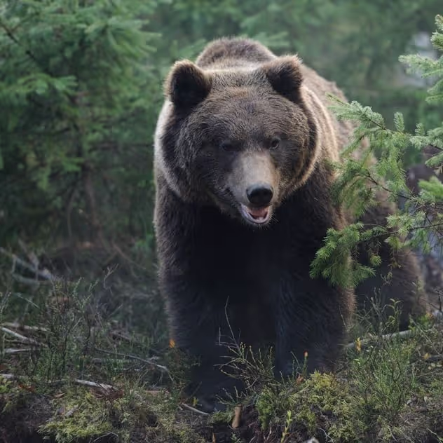 bear sound effects library