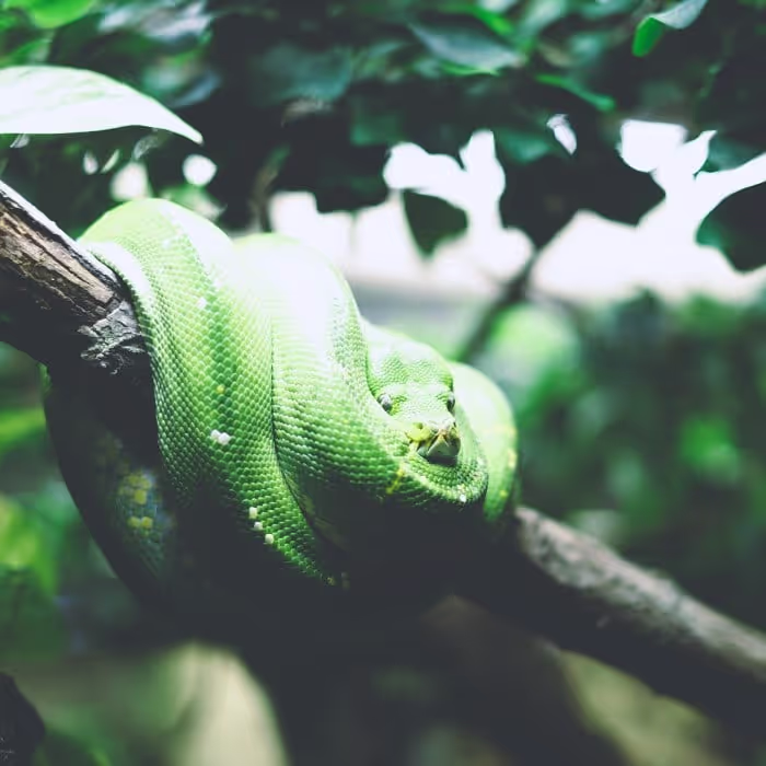 Designed Snake Sound Effects