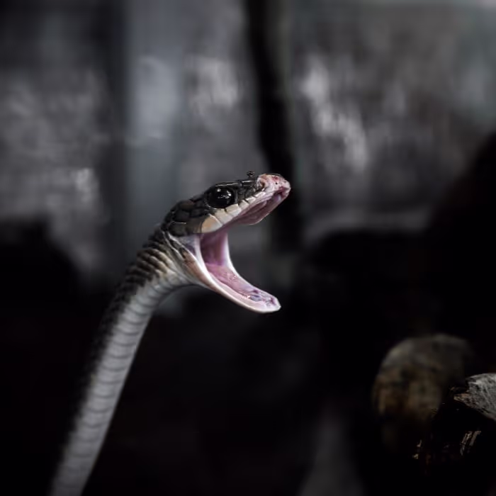 Snake Sound Effects