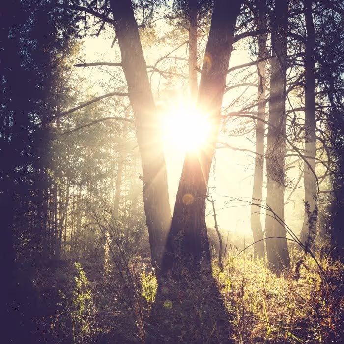 Ambisonic Forest Sound Effects