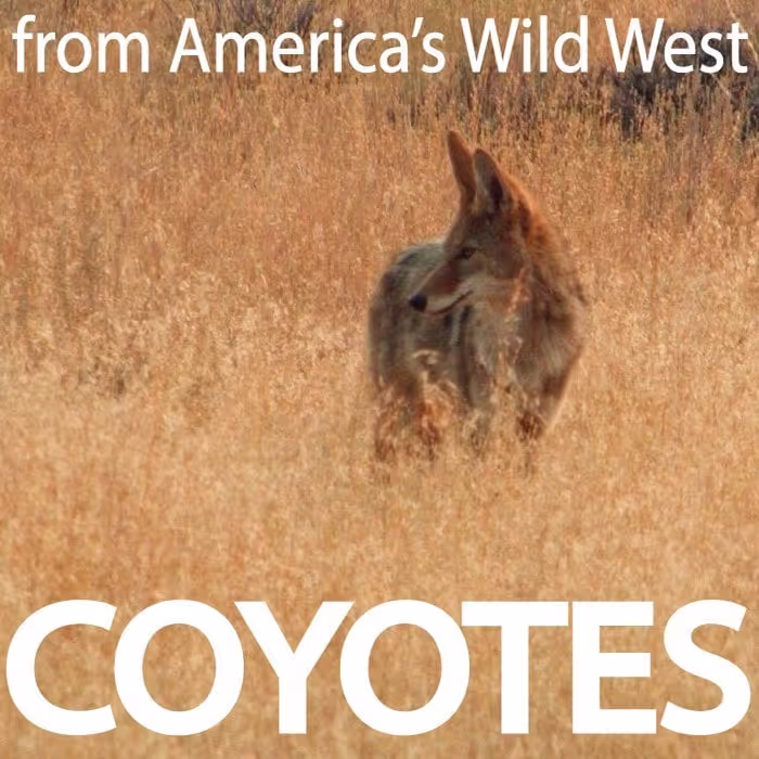 Coyote sound effects
