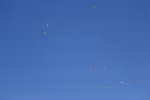 Seagull sound effects