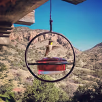 hummingbird sound effects 06