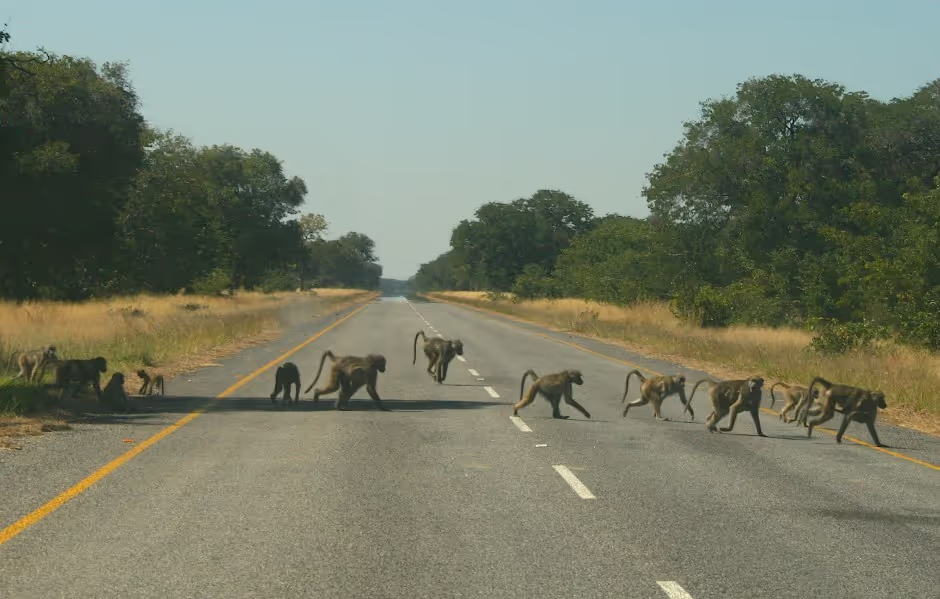 african wildlife sound effects