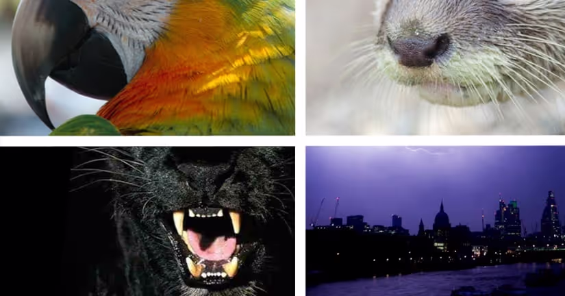 otter panther parrot thunder sound effects