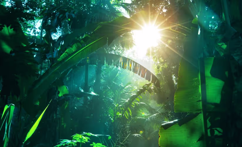 Tropical Forest Sound Effects