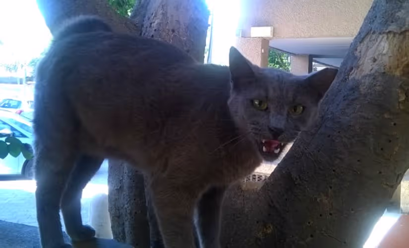 FANGS cat sound effects library