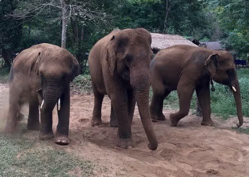 Elephant sound effects