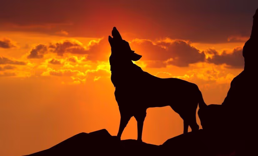 swedish sound wilderness