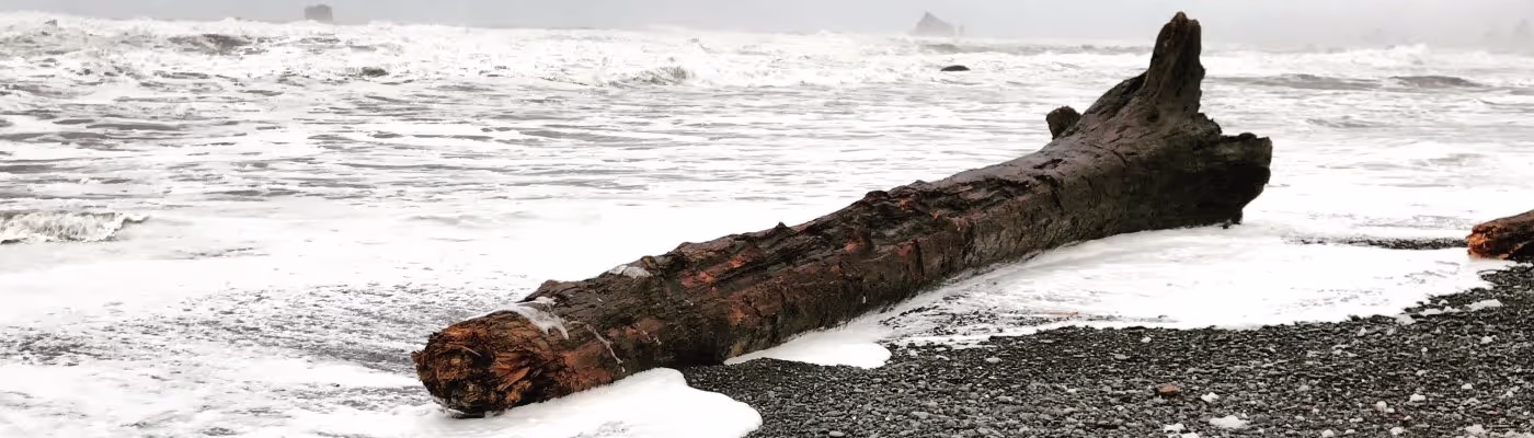 Driftwood along a shore