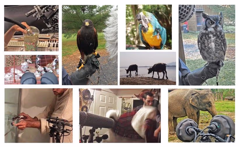 Extinct Animals_sound-02