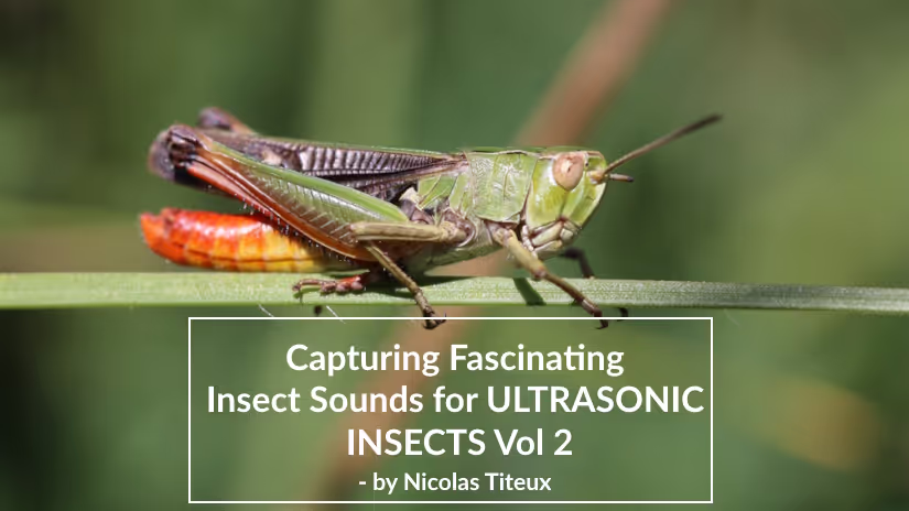 Ultrasonic Insects Vol 2
