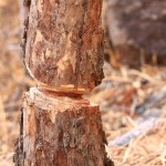 tree cutting sfx