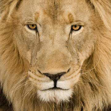 Animal sound effects libraries
