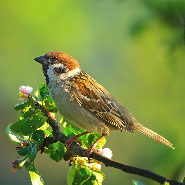 countryside bird song sound effects
