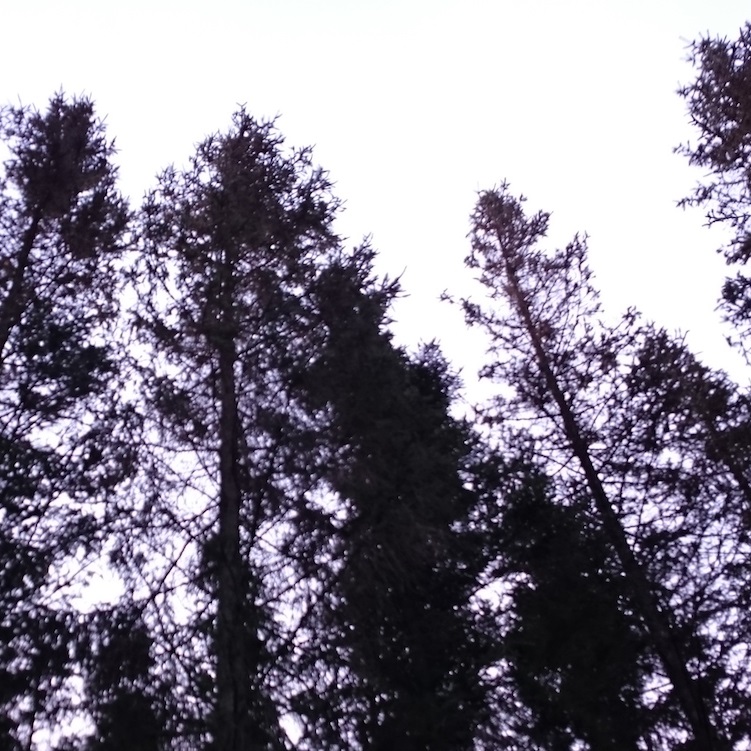 windy forest sound effects recordings