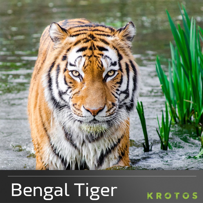 Tiger sound effects library