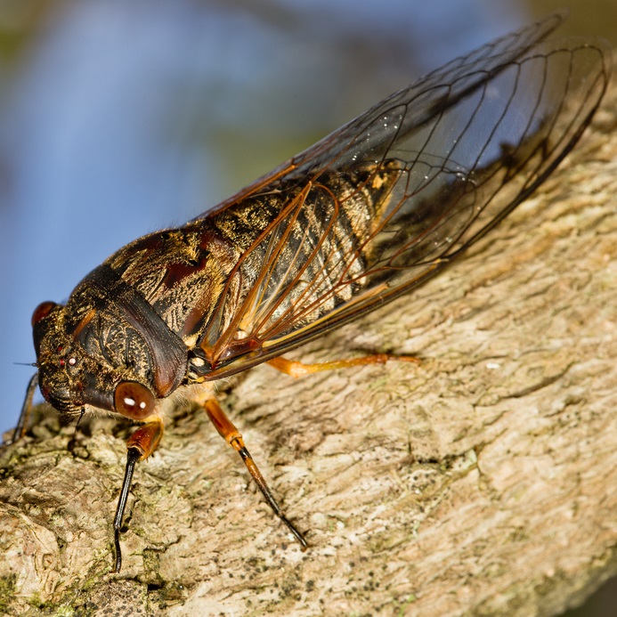 Insect ambisonics sound effects recordings