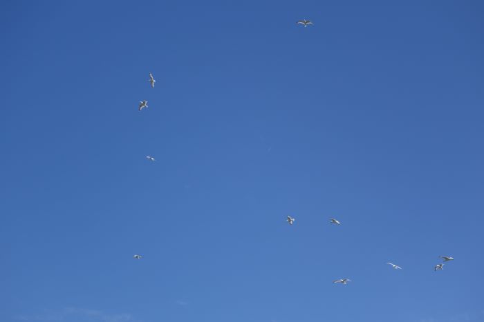 Seagull sound effects