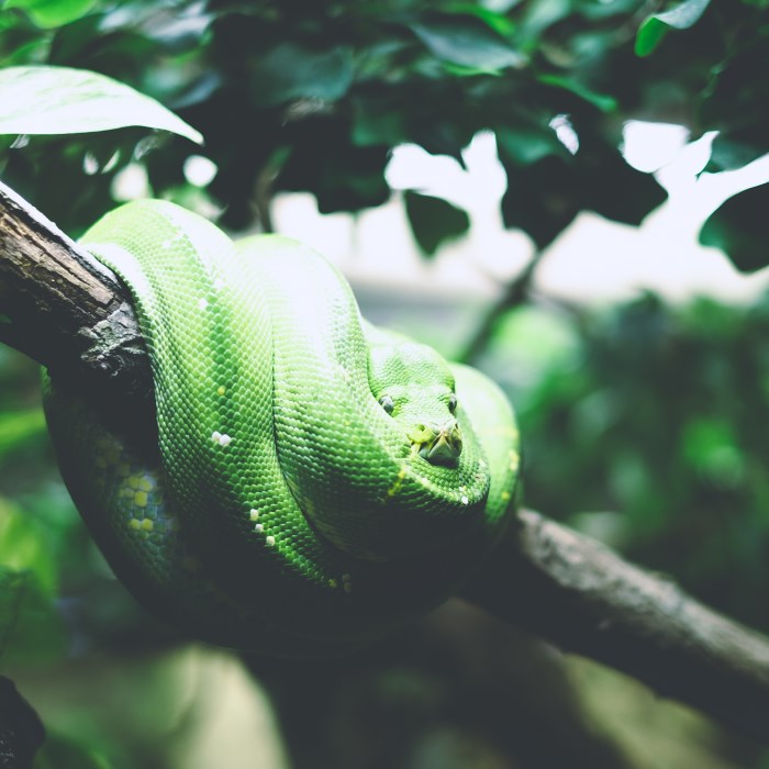 Designed Snake Sound Effects