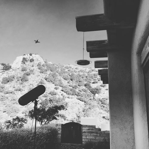 hummingbird sound effects 01