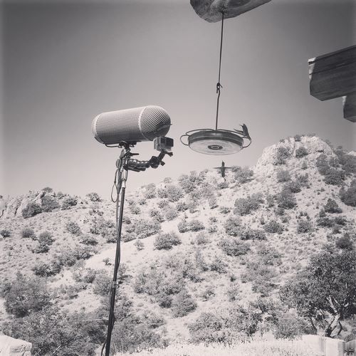 hummingbird sound effects 02