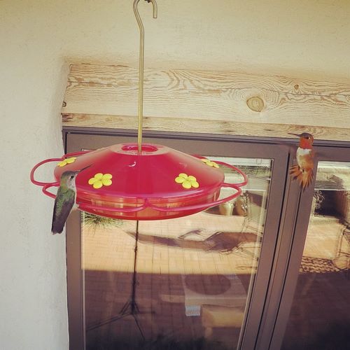 hummingbird sound effects 03