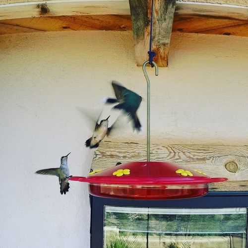 hummingbird sound effects 04