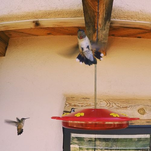 hummingbird sound effects 05