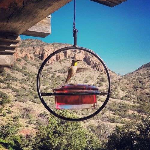 hummingbird sound effects 06