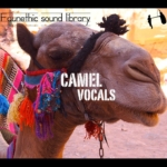 Camel Vocals sound library cover by Faunethic