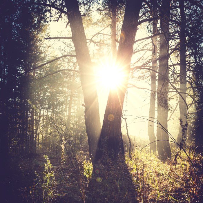 Ambisonic Forest Sound Effects