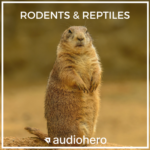 Rodents & Reptiles sound library cover by Audiohero