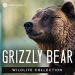Wildlife Collection: Grizzly Bear sound library cover by Pro Sound Effects