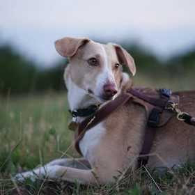 Dog sound effects libraries