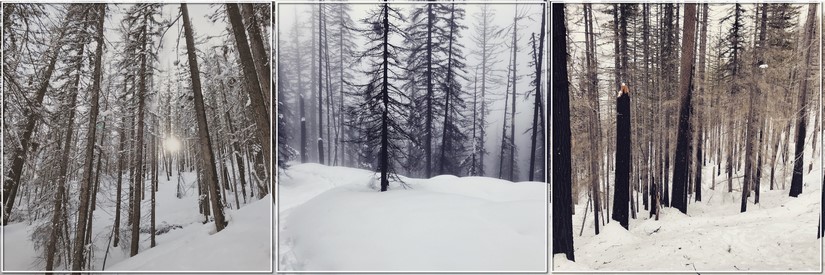 Snow forest sounds