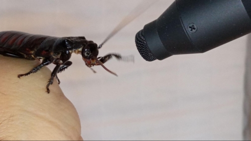 Insect Creature Sound Capturing the Ultrasonic Sounds of Insects | A Sound Effect