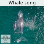 Whale Song sound library cover by Mindful Audio