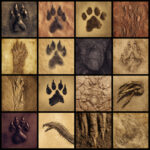 Ultimate Creature Footsteps sound library cover by Ultimate Foley Collection