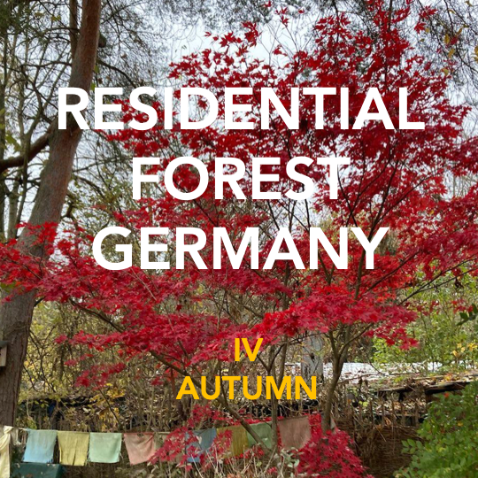 Residential Forest IV - AUTUMN | Ambience Sound Effects Library ...