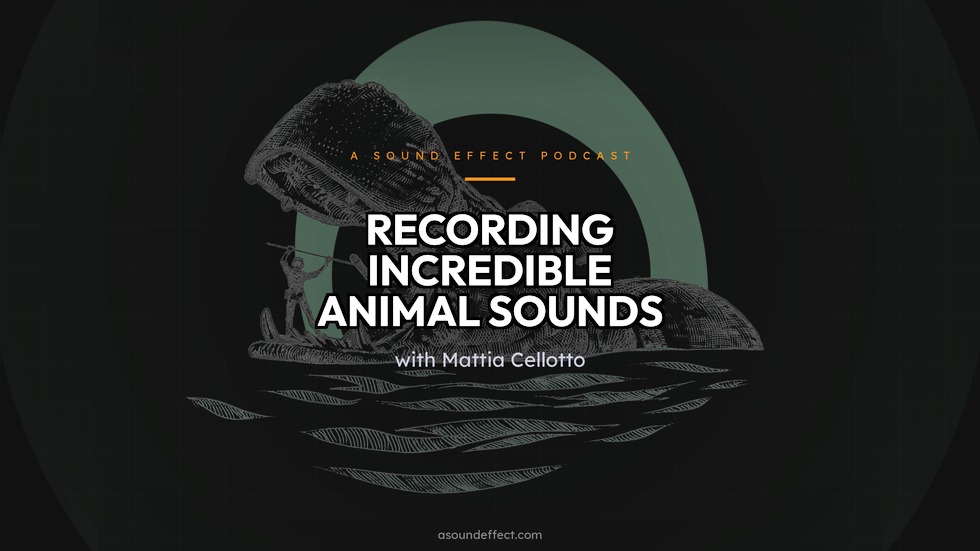Recording Animal Hyperrealism IVs incredible sounds – with Mattia Cellotto