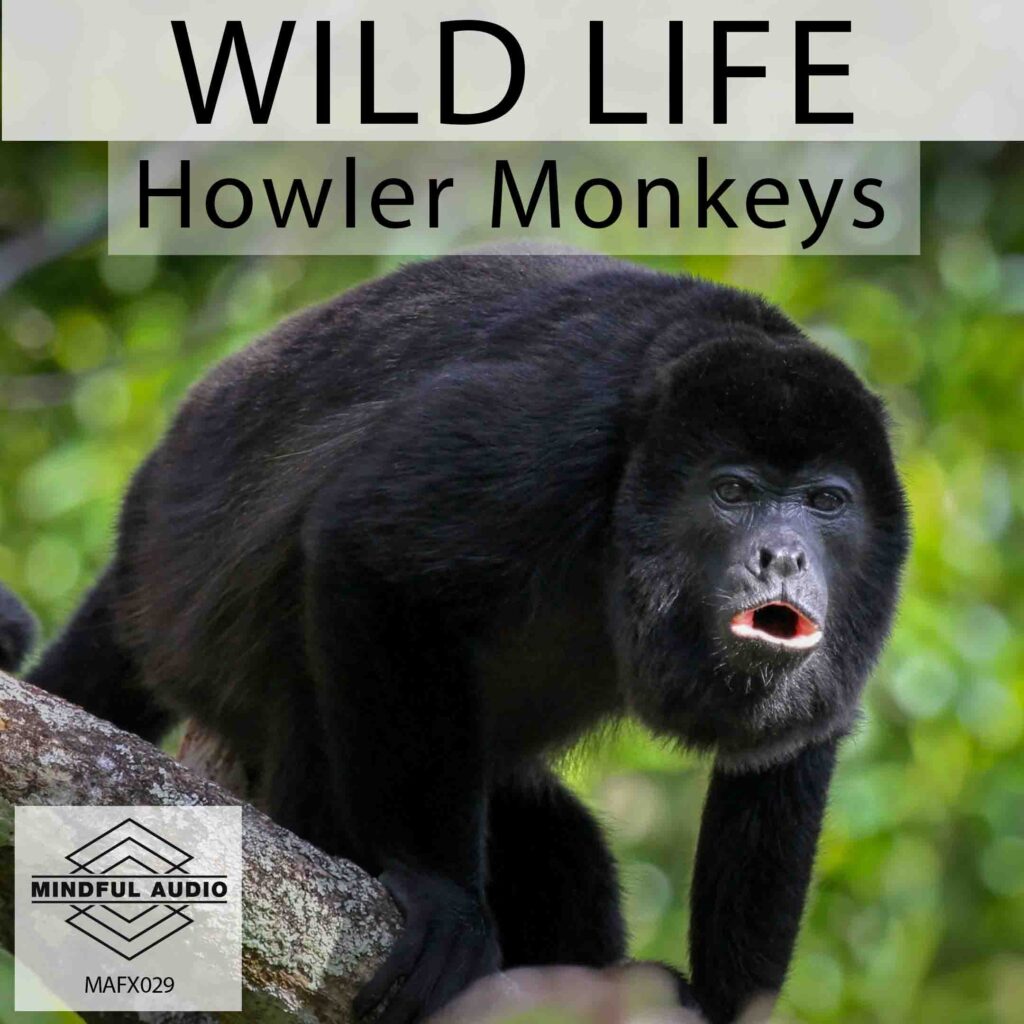 WILD LIFE Howler Monkeys