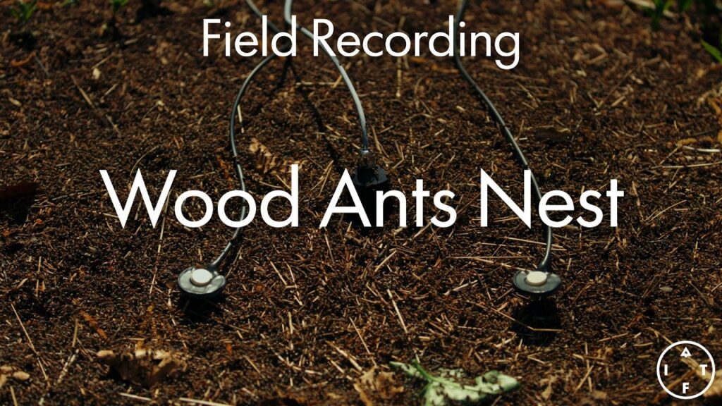 Recording the sounds of an anthill