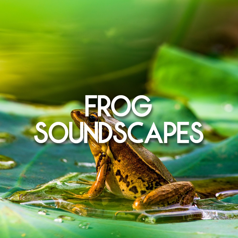 Frog Soundscapes