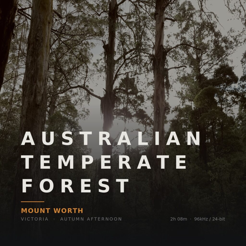 Australian Temperate Forest – Mount Worth, Autumn