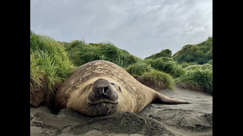 A large male southern elephant seal lying on grey sand in front of tussock grass, facing the camera