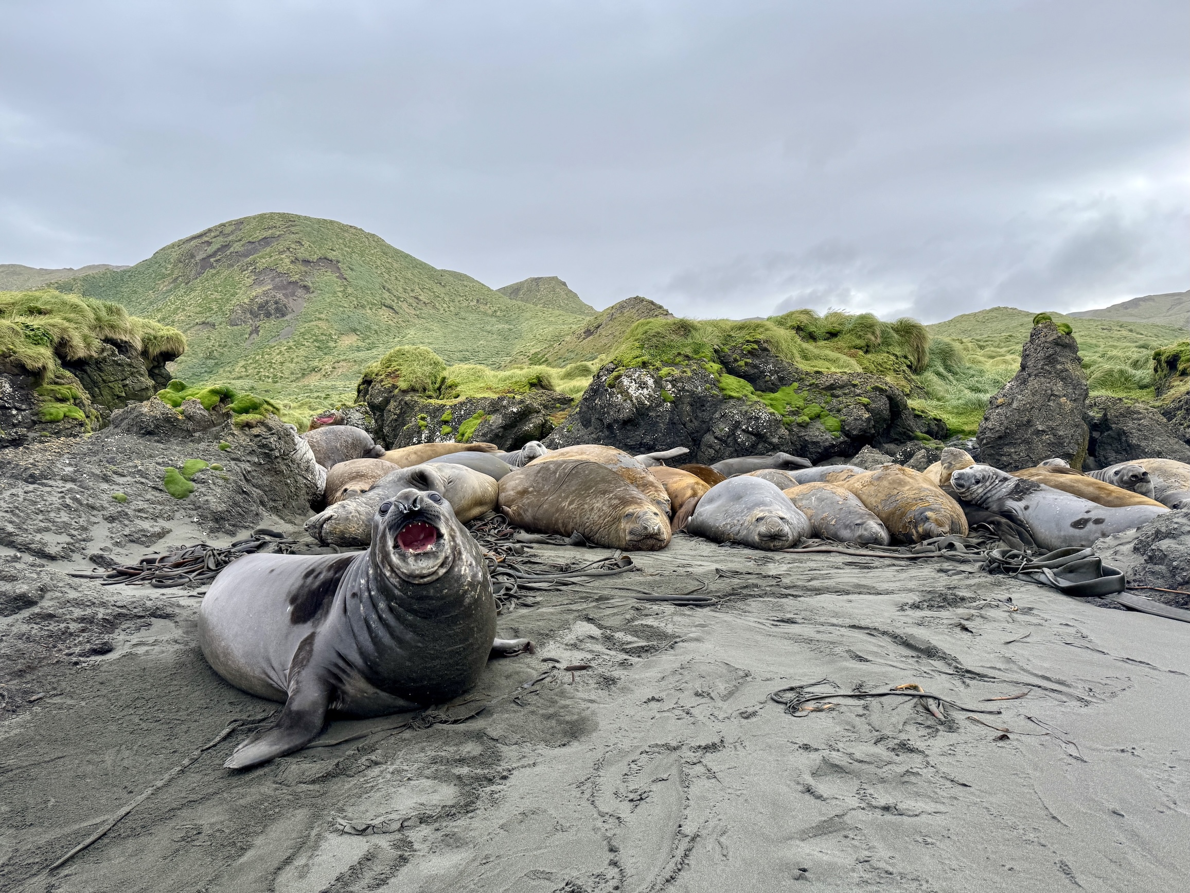 A southern elephant seal bellowing with its mouth wide open on a grey sand beach, with the rest of the colony hauled out behind it and mossy hills in the background