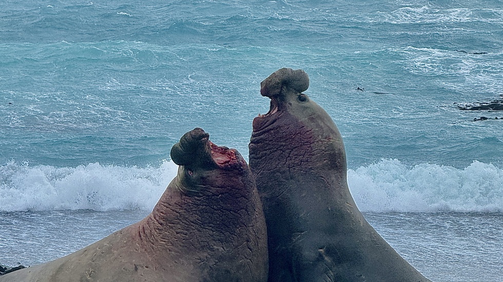 Two male southern elephant seals rearing up mouth to mouth in the surf, with breaking waves behind them