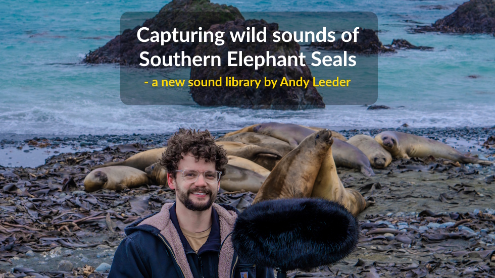 Capturing wild sounds of Southern Elephant Seals – a new sound library by Andy Leeder